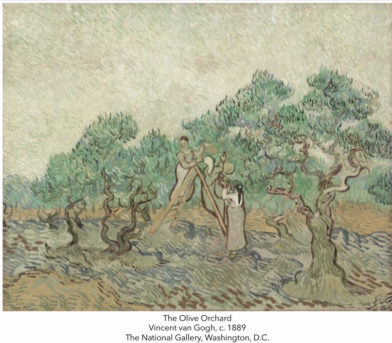 The Olive Orchard