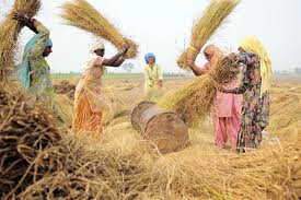 Hand Threshing