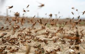 locust swarm