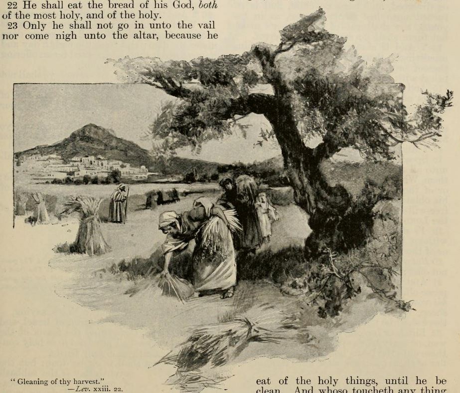 Gleaning the Harvest