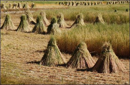 Sheaves of Wheat in Field