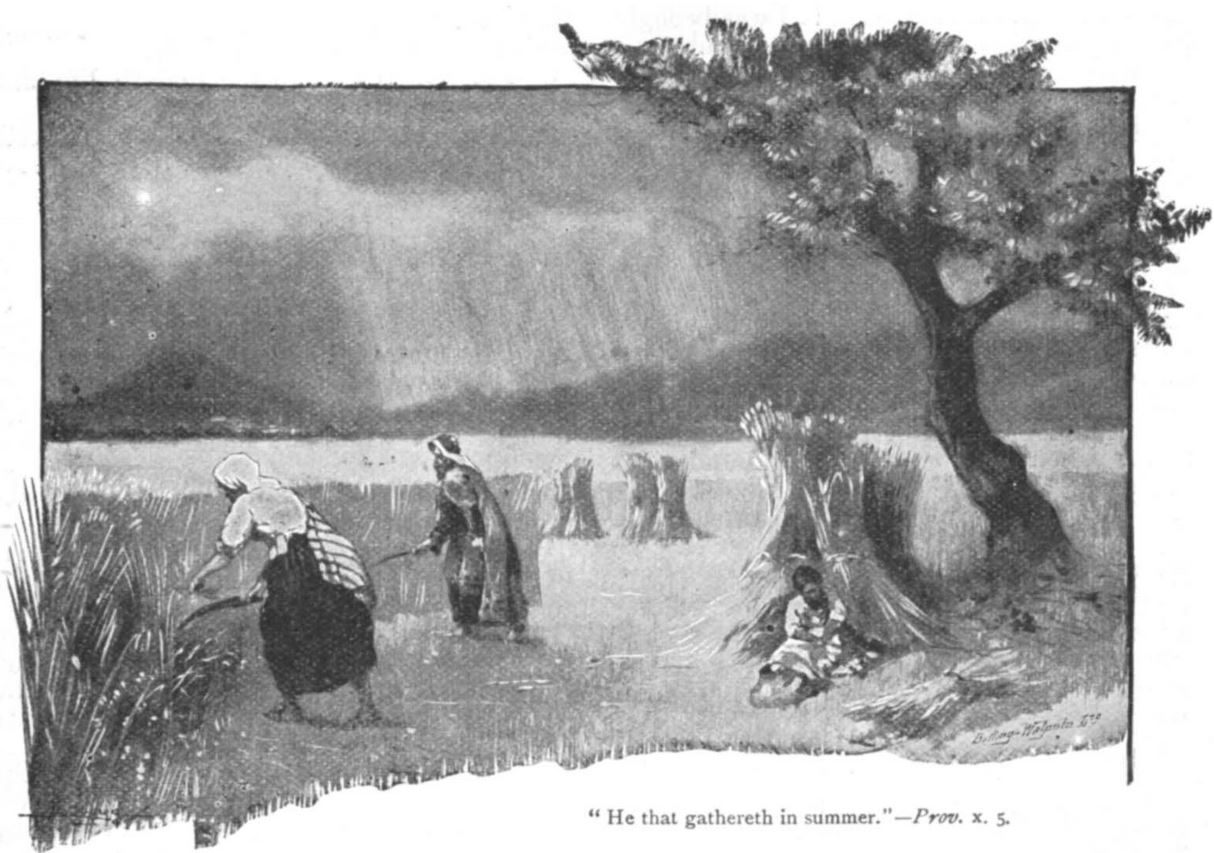 He That Gathereth in Summer
