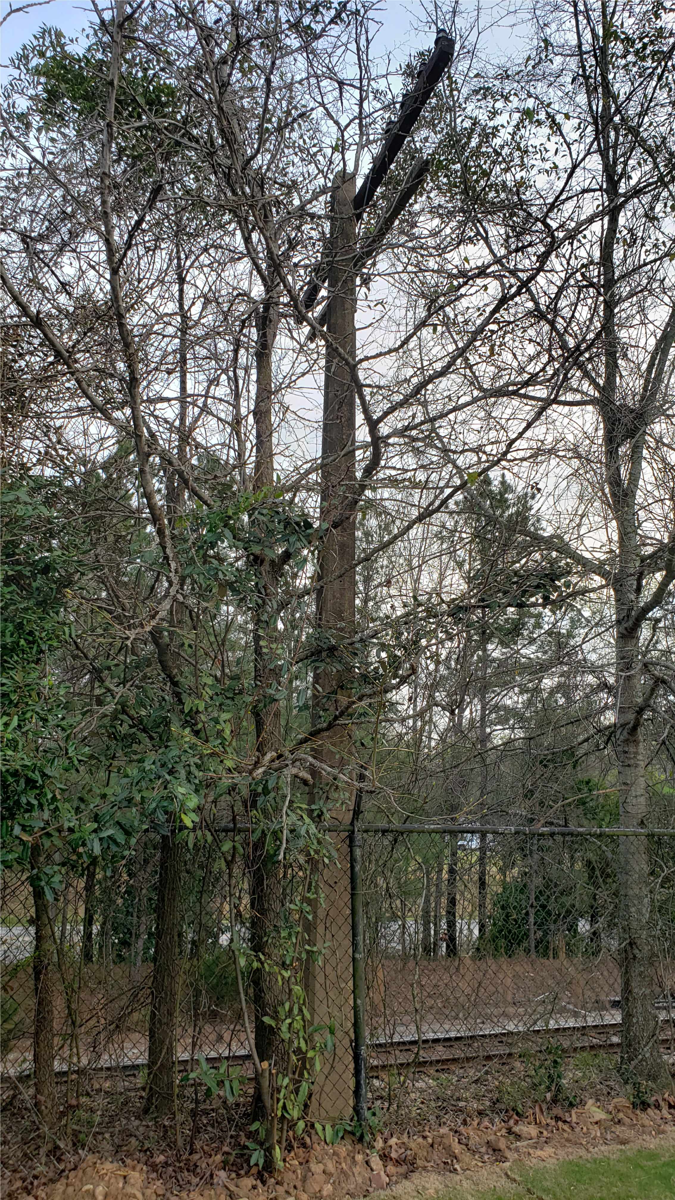 Line-less Pole