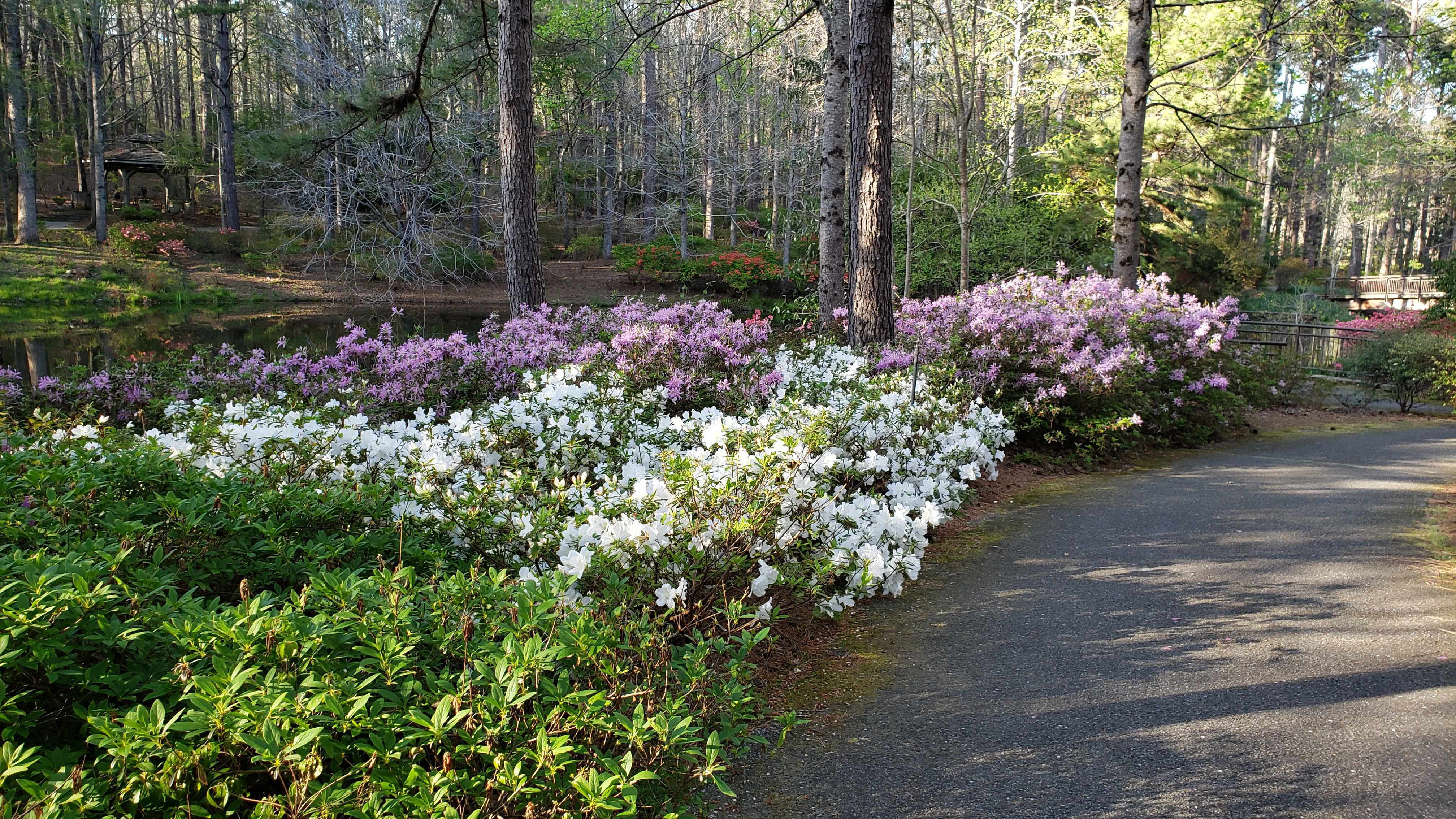 YPath Lined with Flower Gardens
