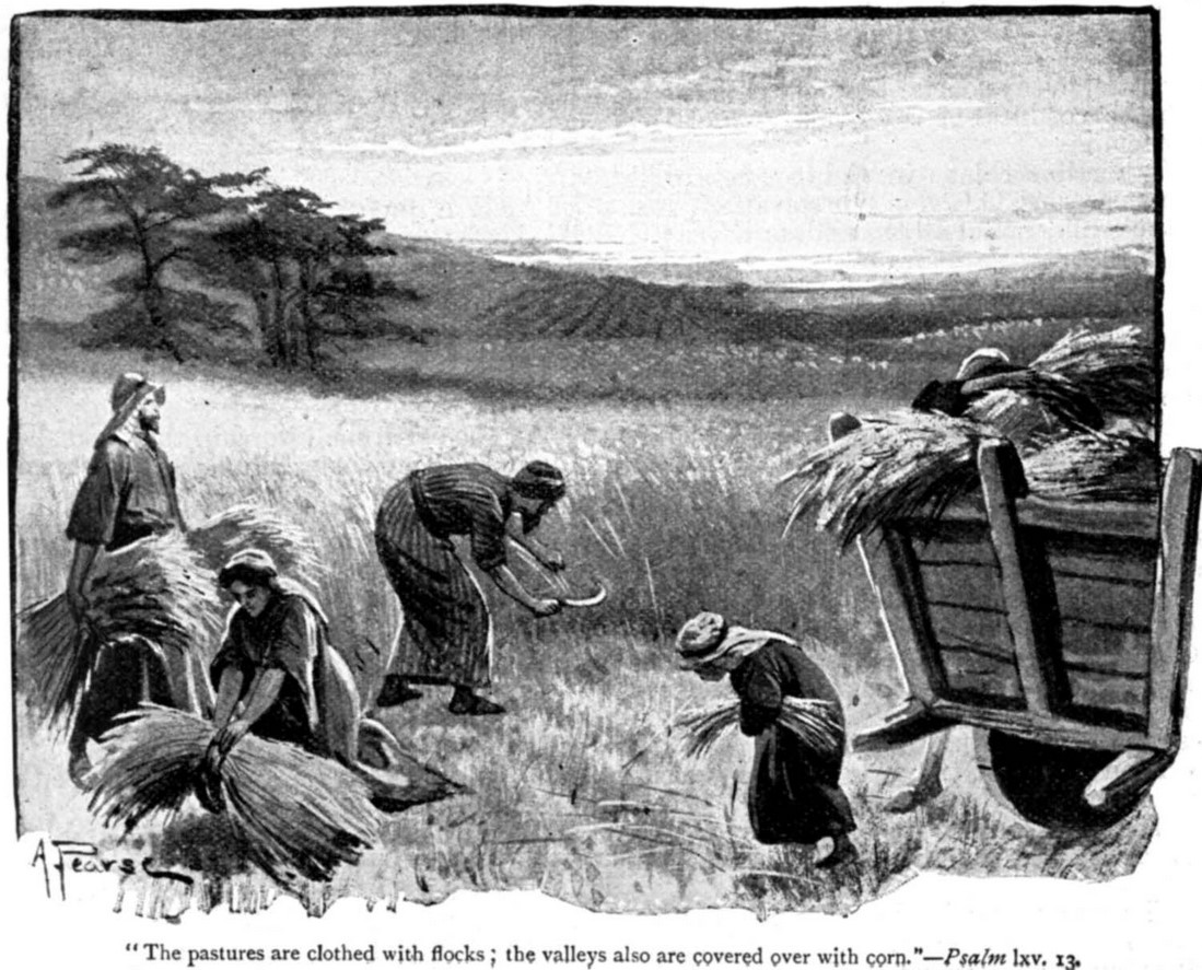 Pastures Clothed with Flocks and Valleys with Corn.