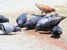 Birds Eating Seeds on Rock