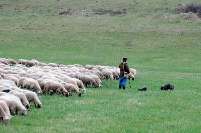 A Shepherd with Sheep and a Dog
